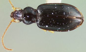 Media type: image;   Entomology 22491 Aspect: habitus dorsal view